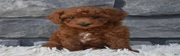 Toy Poodle dogs for sale: Charlie  - Ad 4