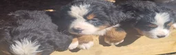 Bernese Mountain Dog dogs for sale: Bernese Mountain Dog Puppy 1 - Ad 4