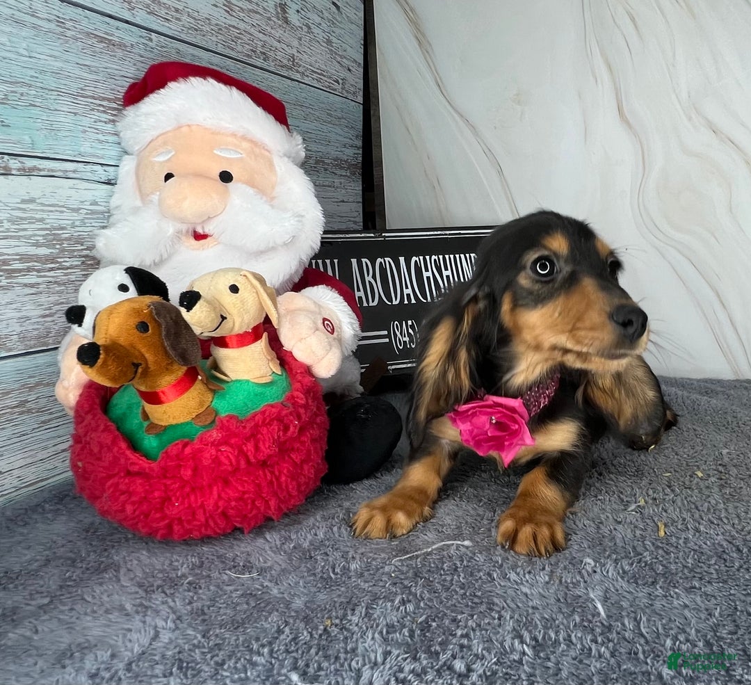 Dachshund dogs for sale: Import - Ad 7