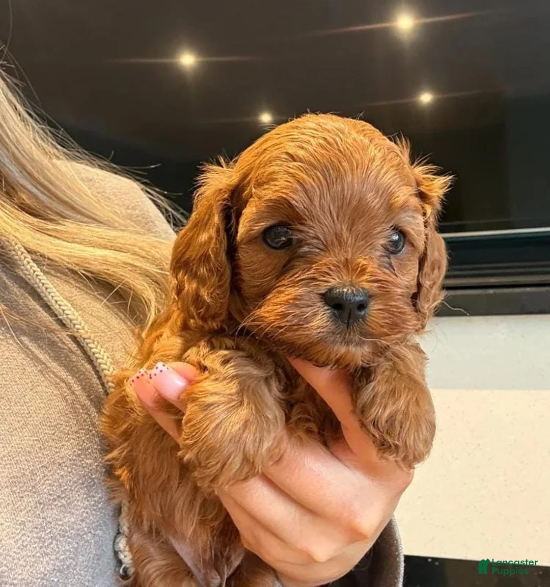 Cavapoo dogs for sale: Dex - Ad 1