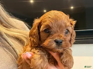 Cavapoo dogs Dex - Ad 36