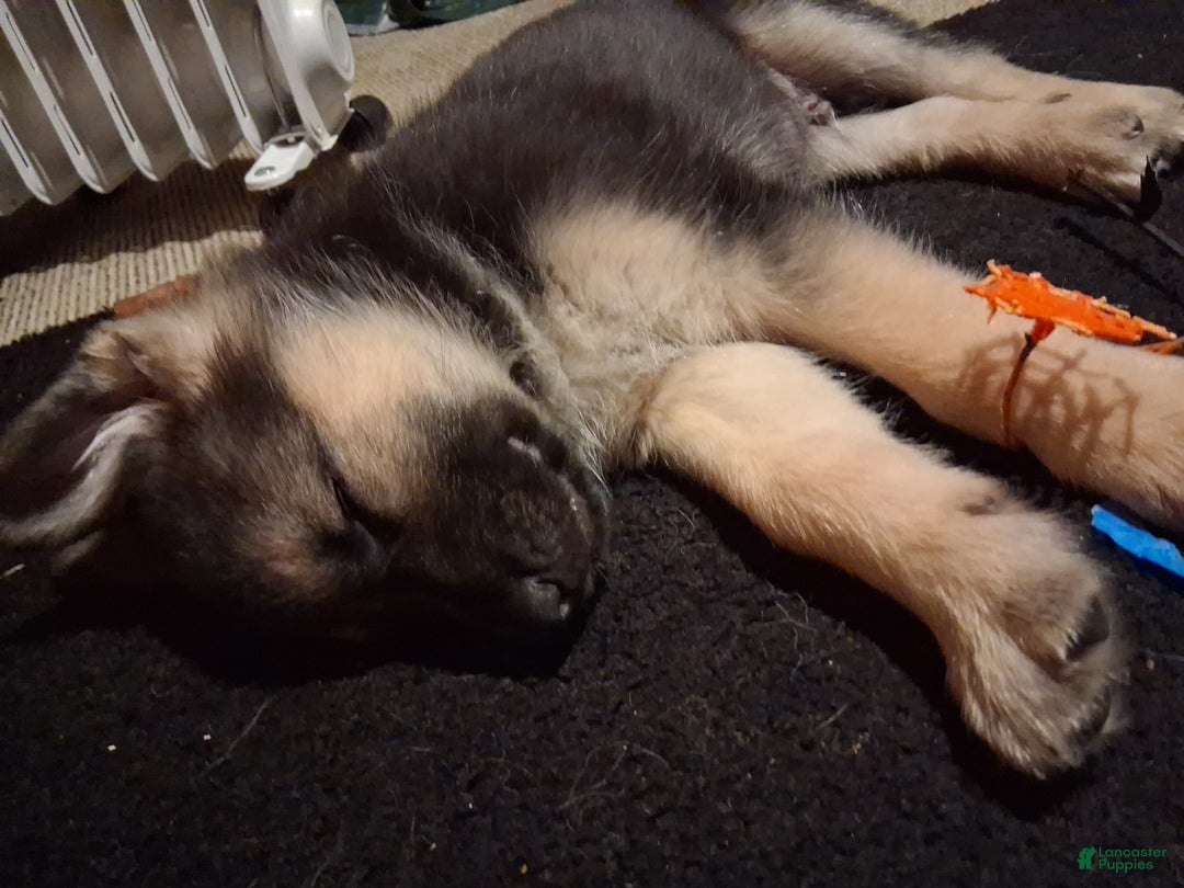 German Shepherd dogs for sale: German Shepherd Puppy 2 - Ad 2