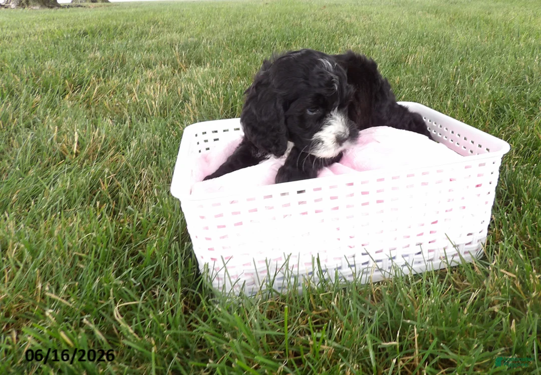 Cockapoo dogs for sale: Rusty - Ad 2