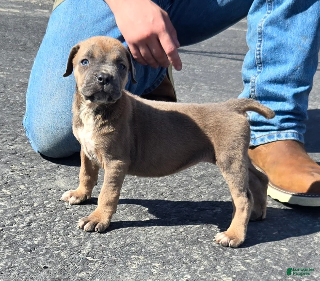 Mixed Breed dogs for sale: Hawks Paris - Ad 1