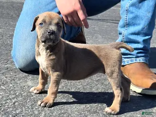 Mixed Breed dogs Hawks Paris - Ad 15