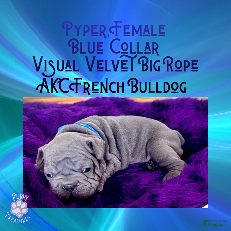 French Bulldog dogs Pyper “Blue Collar”, Female  - Ad 24