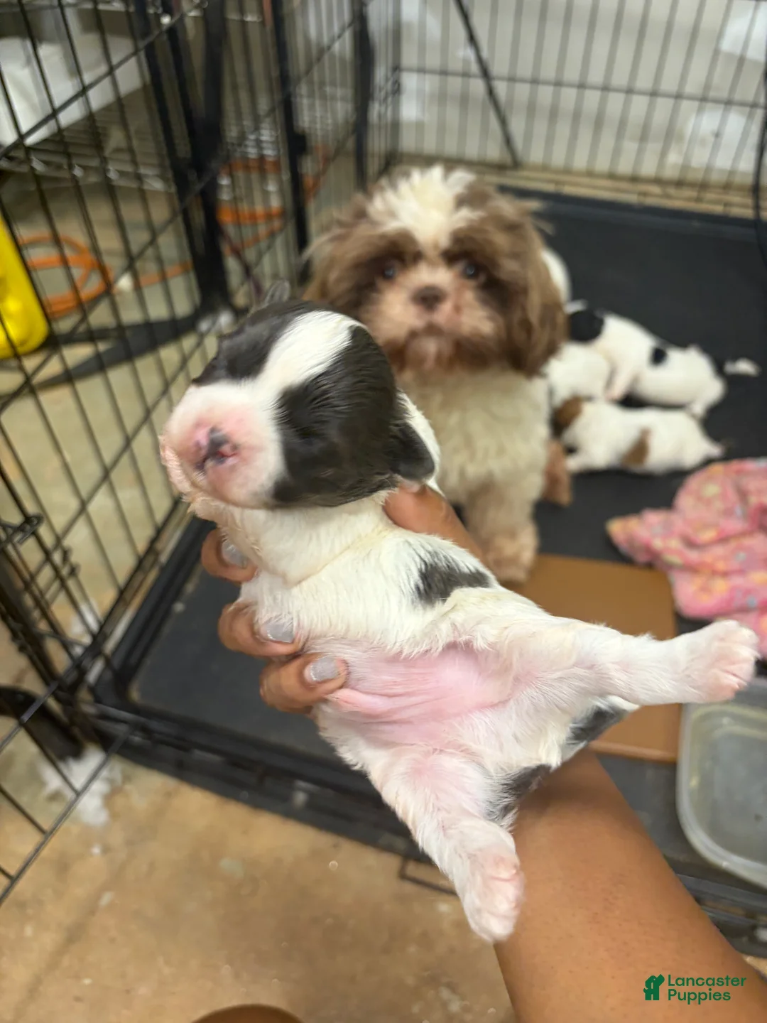 Mixed Breed dogs for sale: Pharaoh - Ad 1