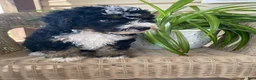 Mini Bernedoodle dogs for sale: Carla - Ad 3