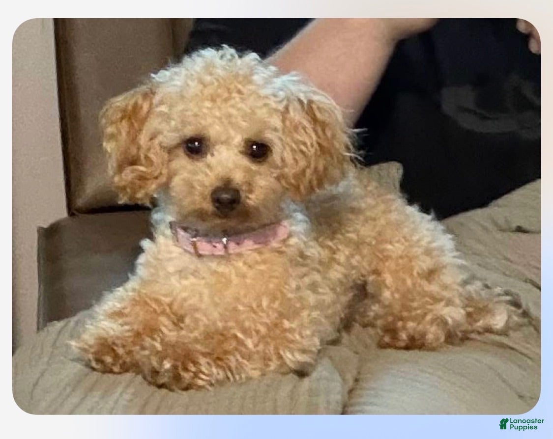Toy Poodle dogs Toy poodle stud 4-1/2 pound male - Ad 8