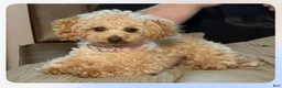 Toy Poodle dogs for stud: Toy poodle stud 4-1/2 pound male - Ad 1