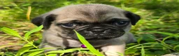 Pug dogs for sale: Manny - Ad 8