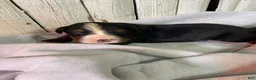 Bernese Mountain Dog dogs for sale: Timmy  - Ad 9