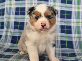 Australian Shepherd dogs Oak - Ad 8