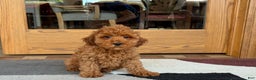 Cockapoo dogs for sale: Curtis - Ad 5