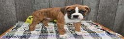 Boxer dogs for sale: Ben - Ad 5
