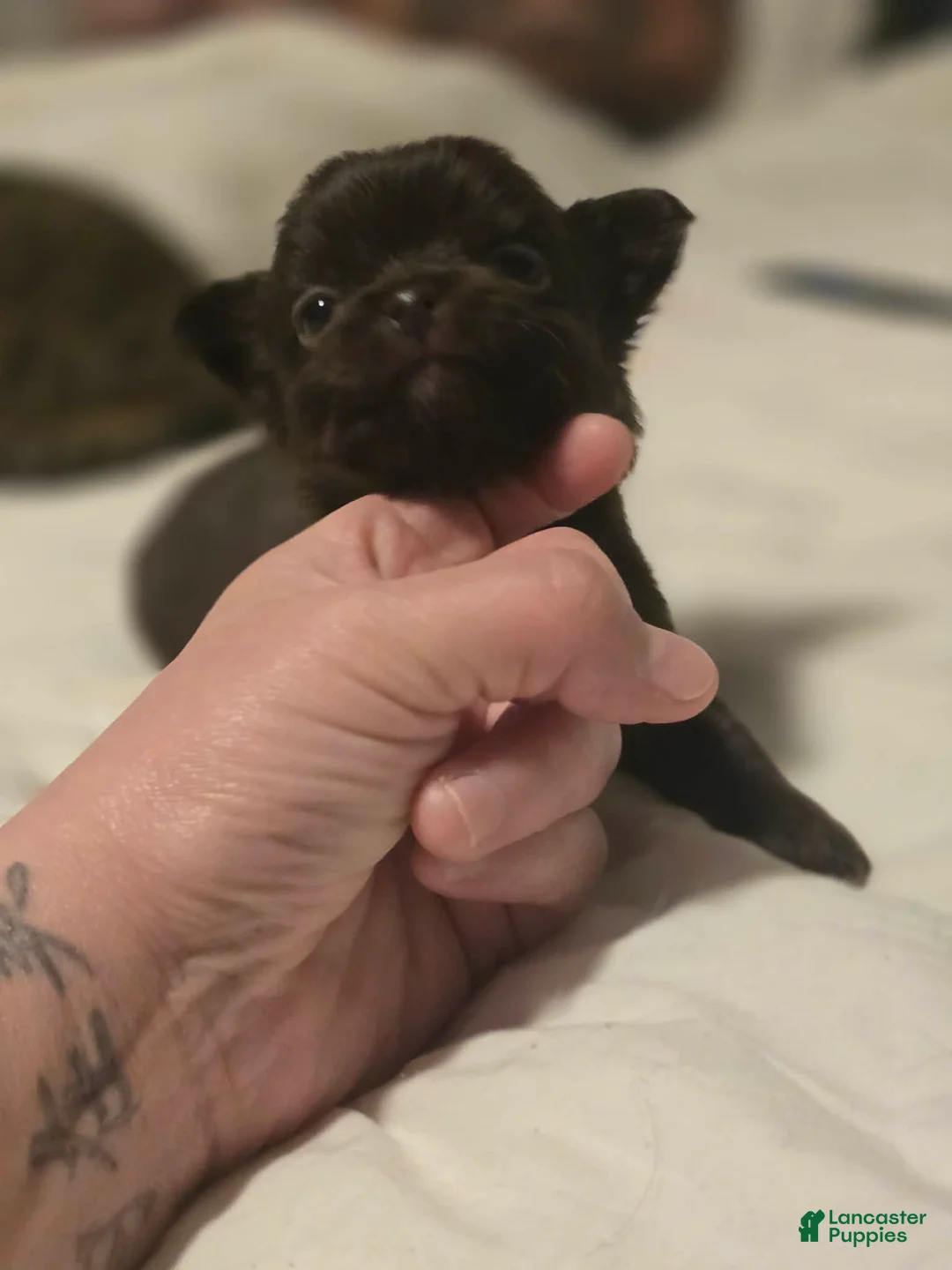 Chihuahua dogs for sale: jimmy - Ad 2