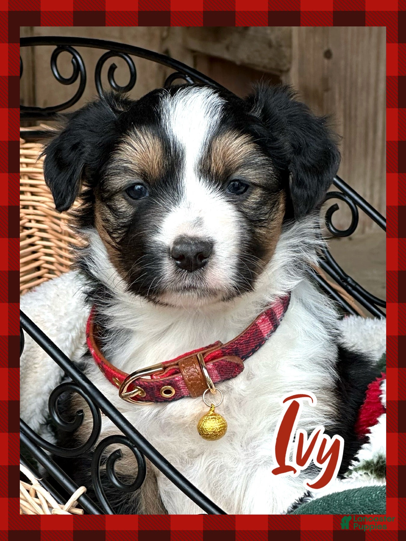 Miniature Australian Shepherd dogs Ivy - Ad 1