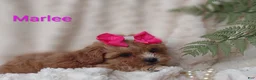 Shihpoo dogs for sale: Shihpoo Puppy 7 Marlee - Ad 16