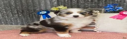 Miniature Australian Shepherd dogs for sale: Kelsie Miniature Australian Shepherd Puppy  - Ad 4