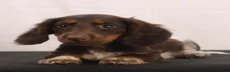 Dachshund dogs for sale: billy - Ad 5