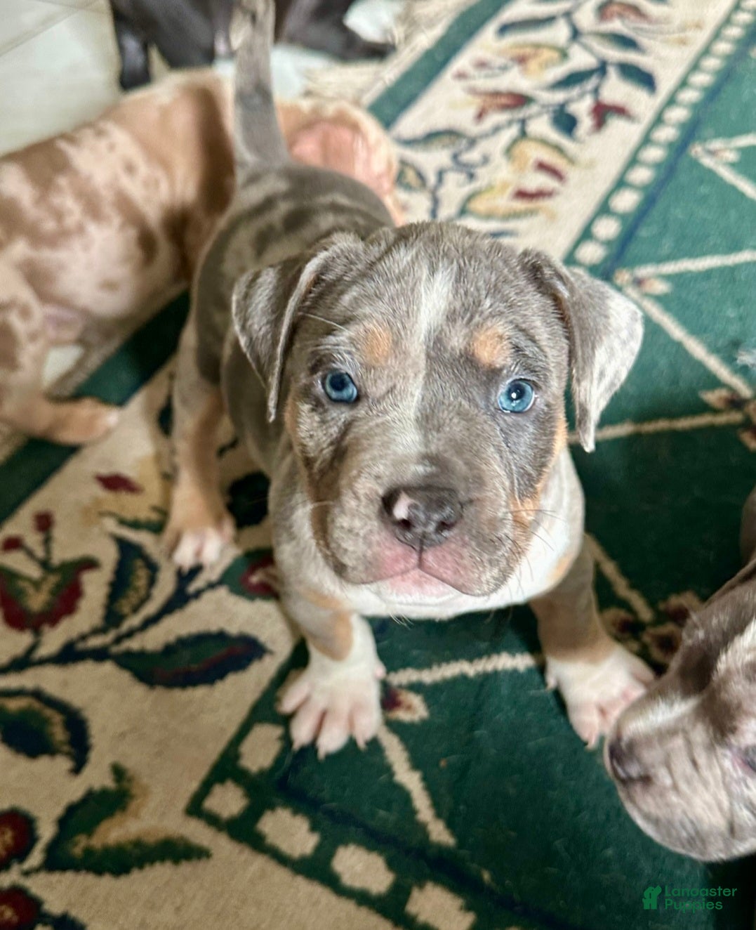 American Bully dogs American Bully Puppy 9 - Ad 2