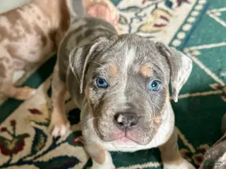 American Bully dogs American Bully Puppy 9 - Ad 2