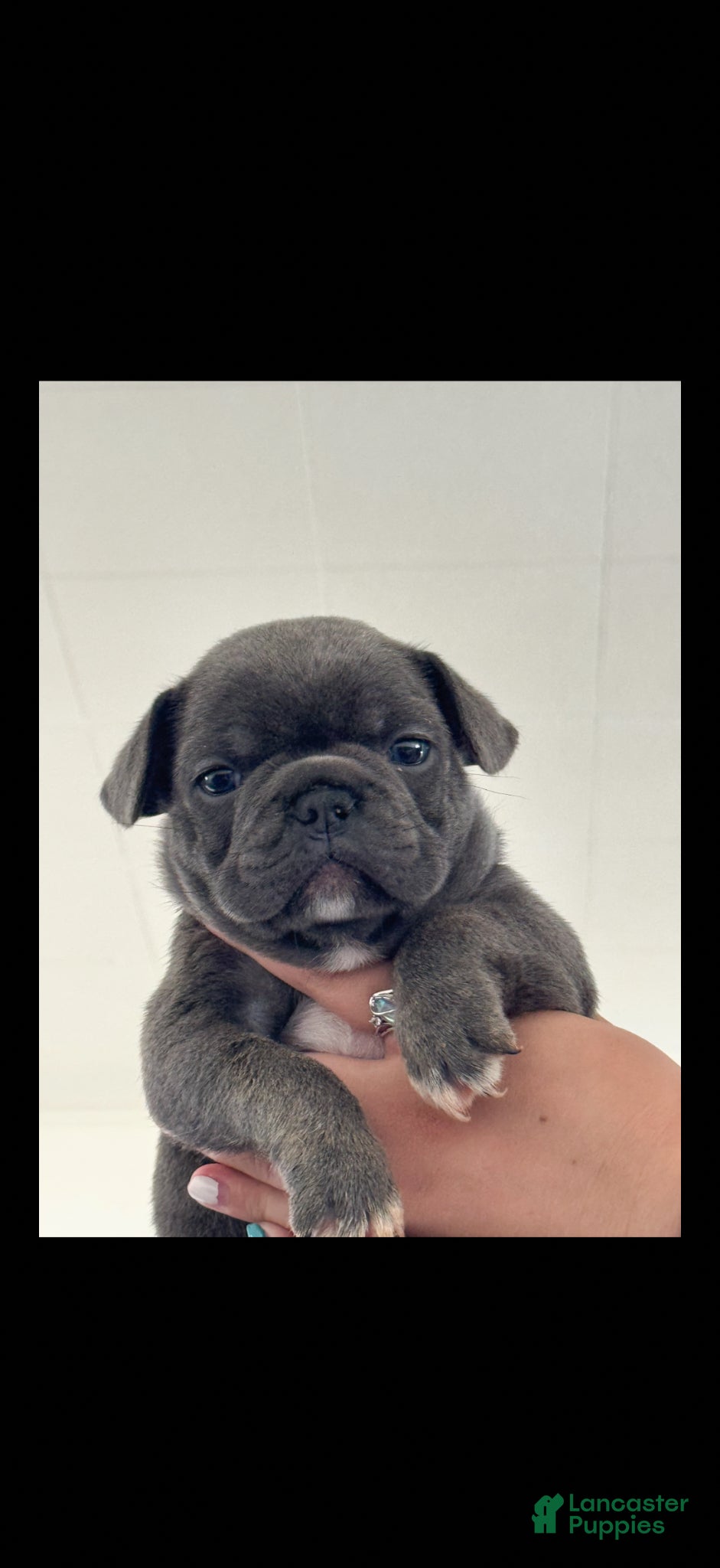 French Bulldog dogs French Bulldog Puppy 2 - Ad 4