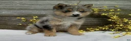 Pomsky dogs for sale: Stella - Ad 5