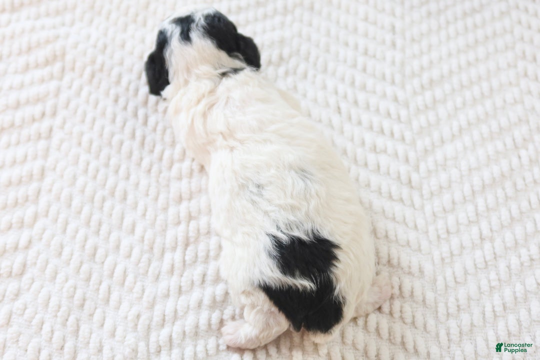 Toy Poodle dogs for sale: Holly - Ad 5