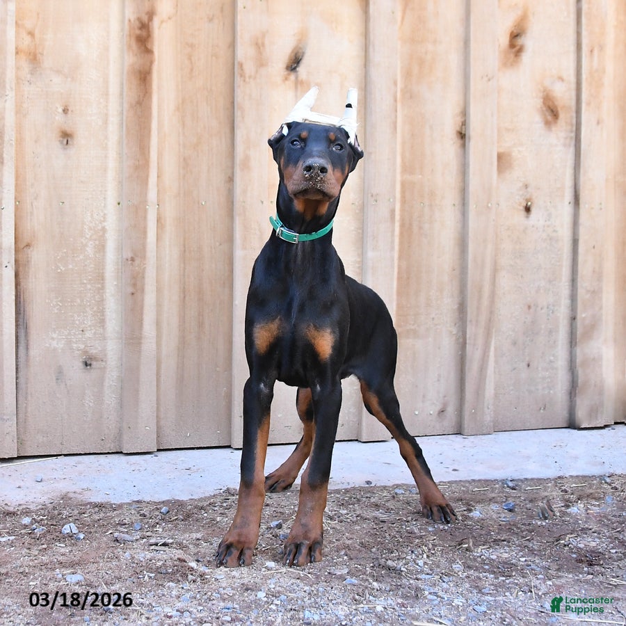 Doberman Pinscher dogs Raindrop - Ad 2