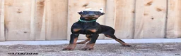 Doberman Pinscher dogs for sale: Raindrop - Ad 2