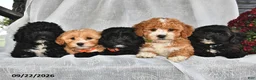 Shihpoo dogs for sale: Mercy  - Ad 3