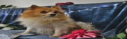 Pomeranian dogs for sale: Marble - Ad 6