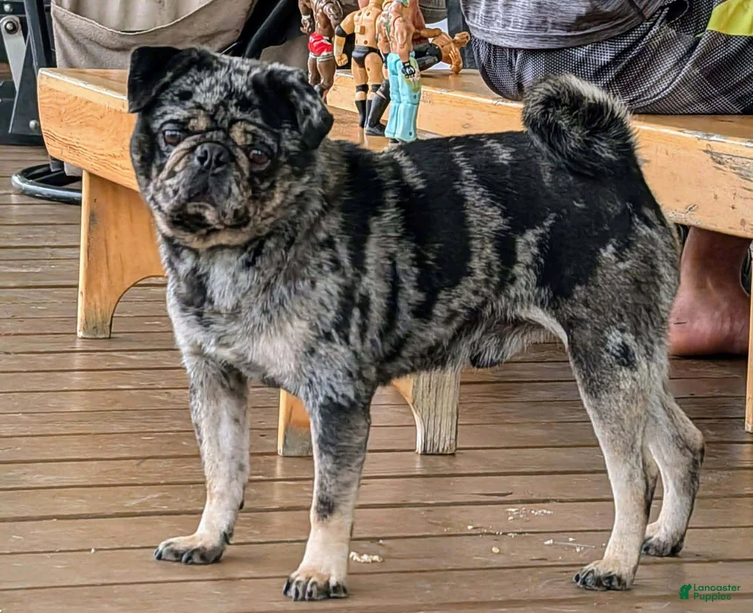 Pug dogs for sale: Chai - Ad 7