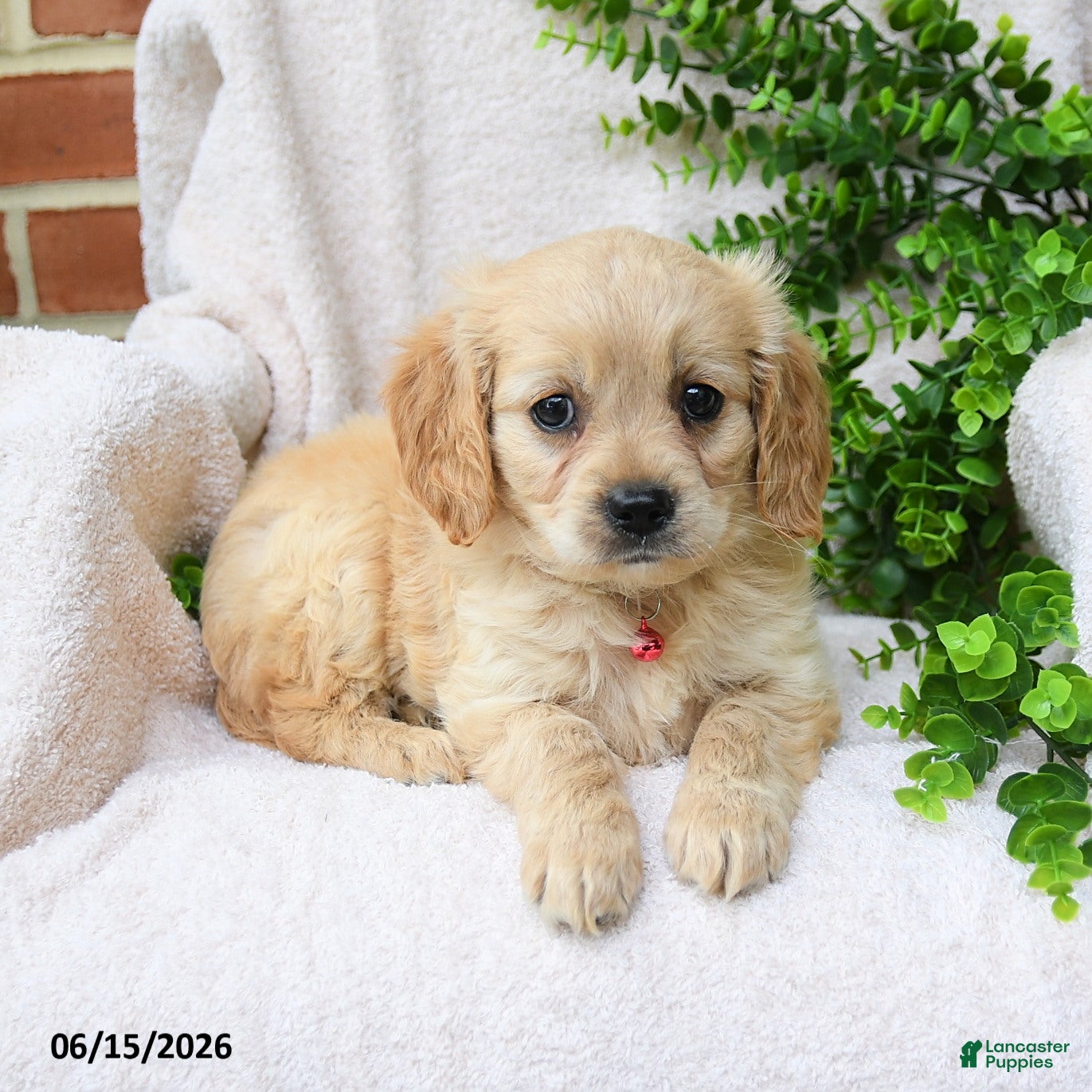 Miniature Golden Retriever dogs Olena - Ad 2