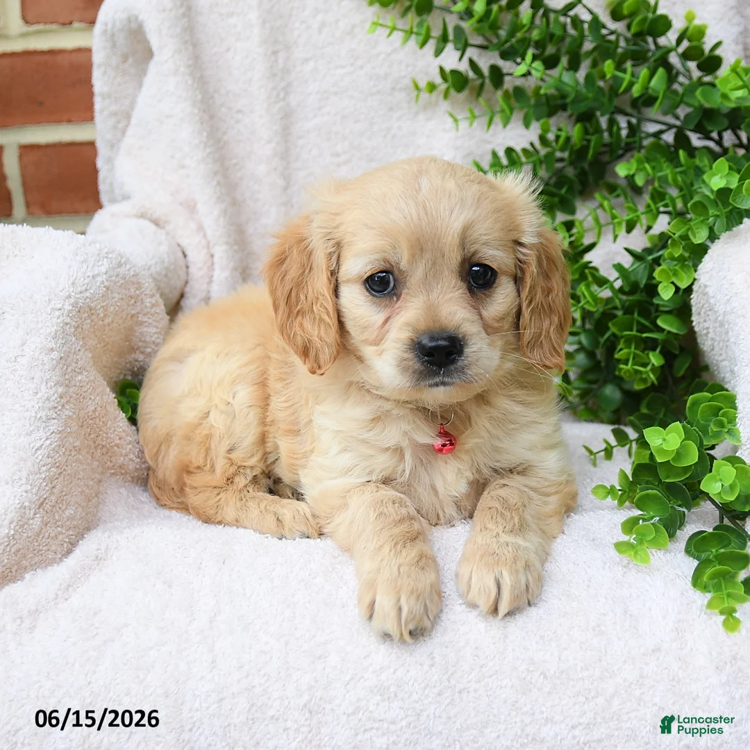 Miniature Golden Retriever dogs for sale: Olena - Ad 2