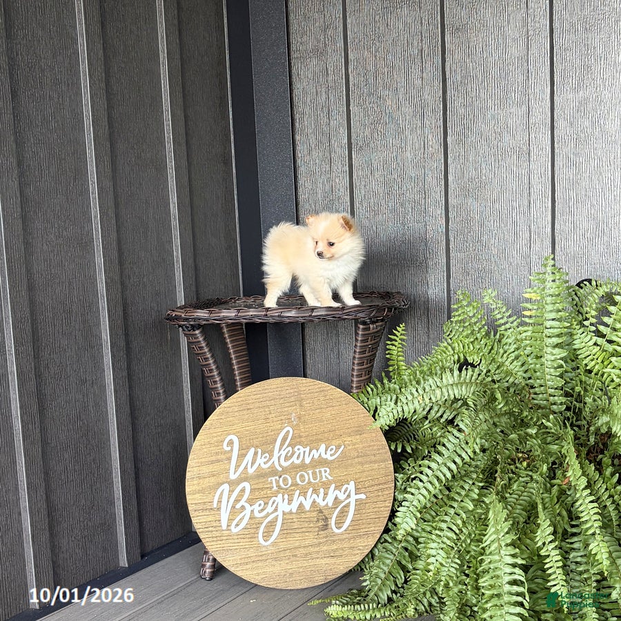 Pomeranian dogs Simon - Ad 2