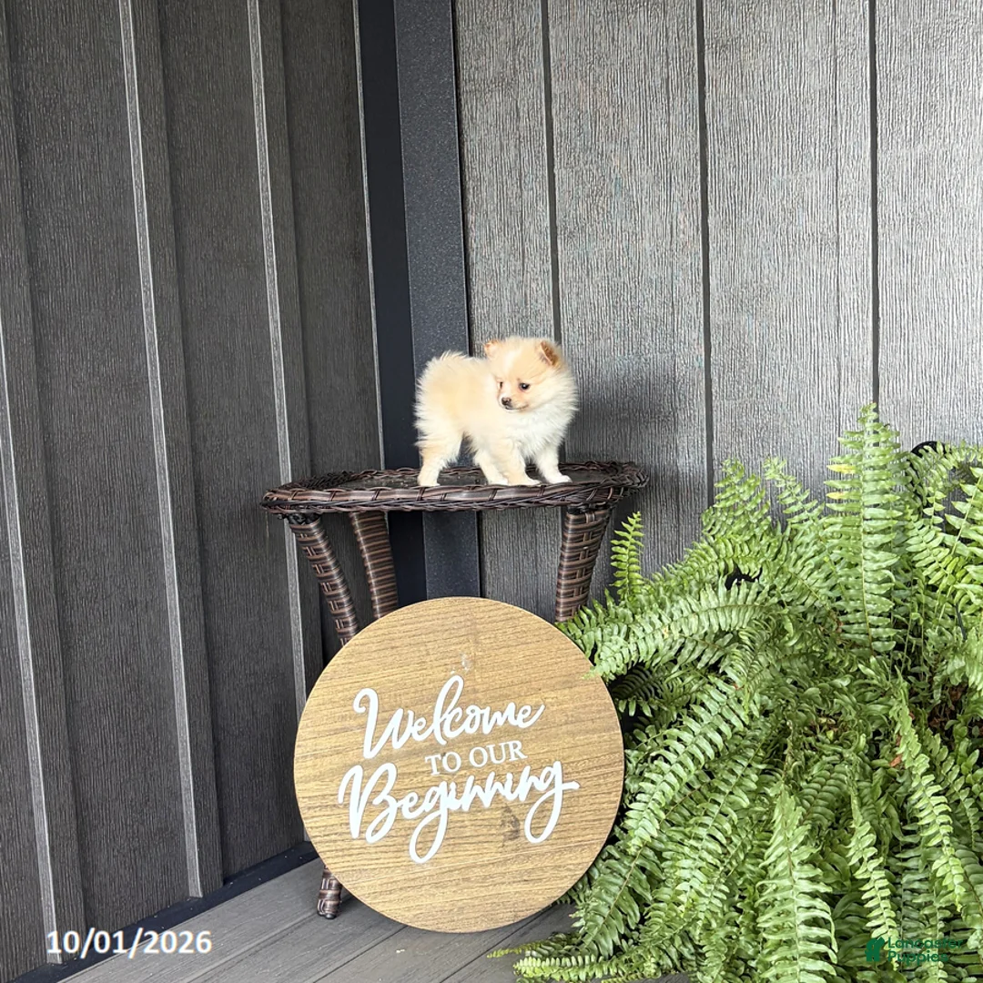 Pomeranian dogs for sale: Simon - Ad 2