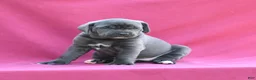 Cane Corso dogs for sale: Vesper - Ad 4