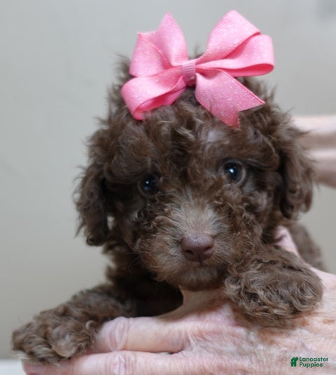 Toy Poodle dogs solid chocolate female poodle 2 lbs 6 ozs - Ad 13