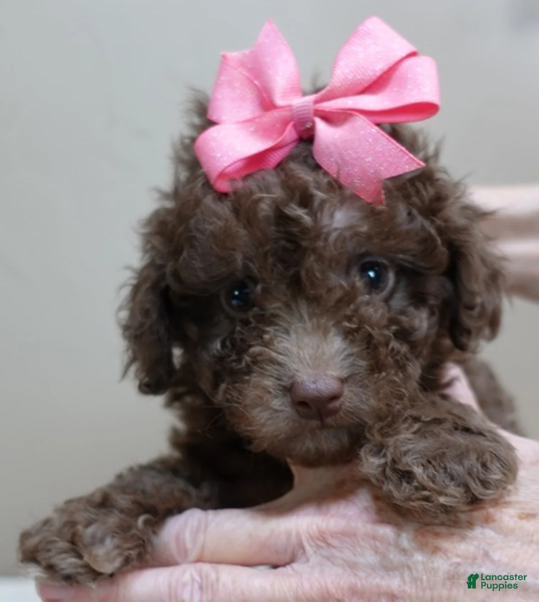 Toy Poodle dogs for sale: solid chocolate female poodle 2 lbs 6 ozs - Ad 1