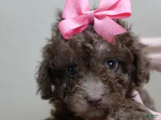 Toy Poodle dogs solid chocolate female poodle 2 lbs 6 ozs - Ad 13