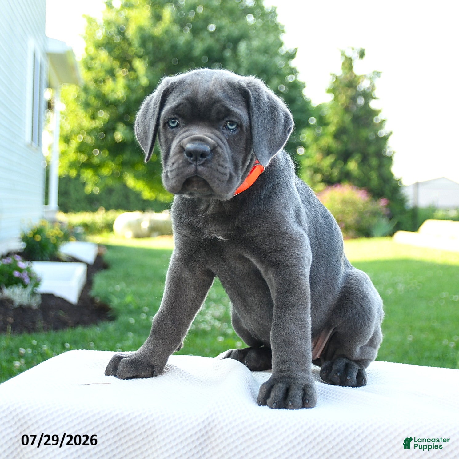 Cane Corso dogs Sasha - Ad 1