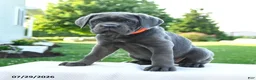 Cane Corso dogs for sale: Sasha - Ad 1