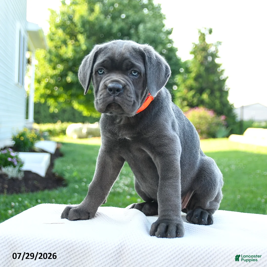 Cane Corso dogs for sale: Sasha - Ad 1