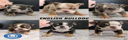English Bulldog dogs for sale: Zion - Ad 9