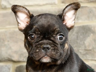 French Bulldog dogs - Ad 35