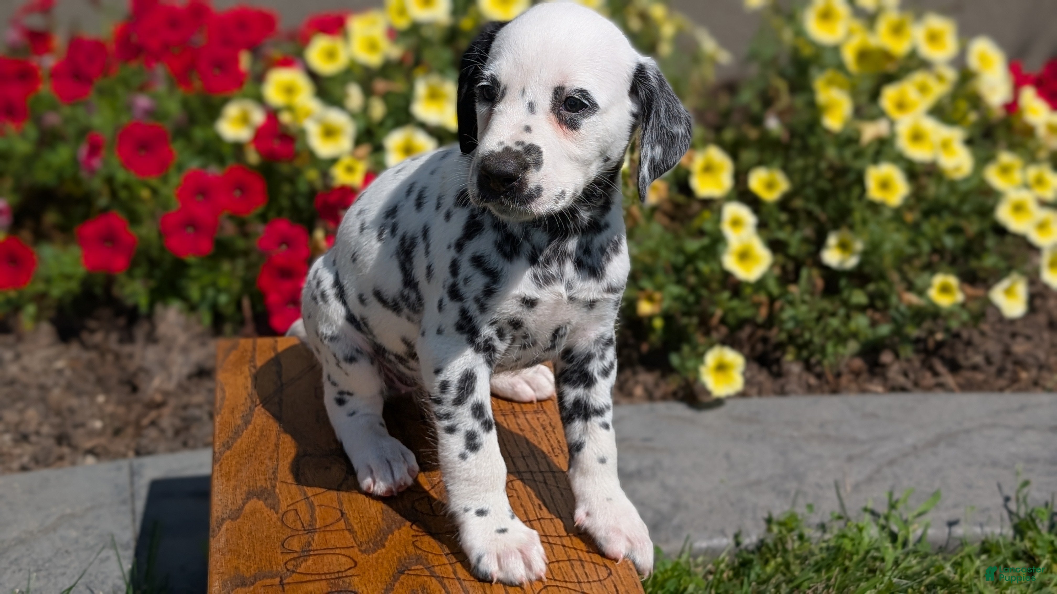 Dalmatian dogs Callie - Ad 2