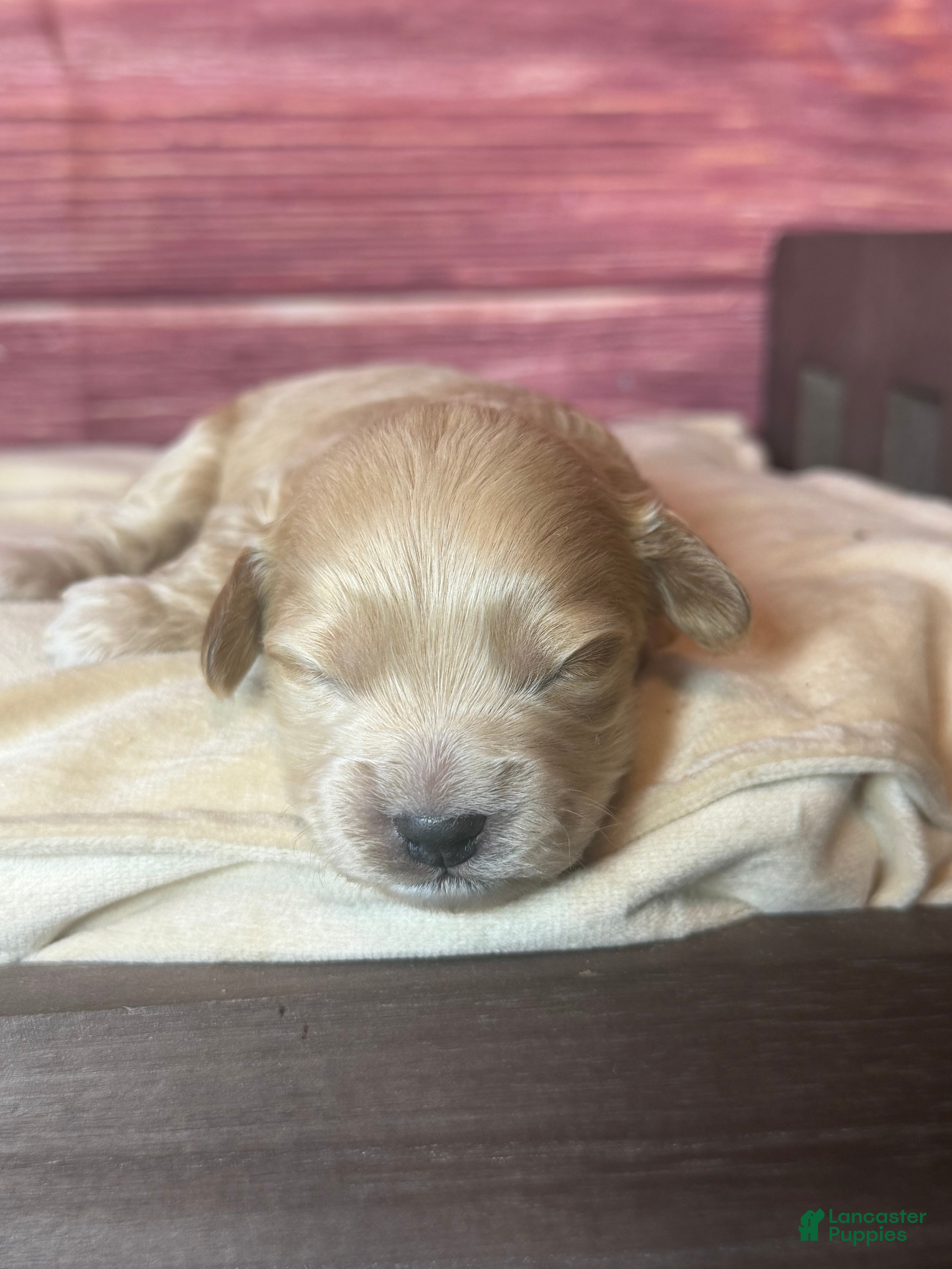 Cockapoo dogs Nova  - Ad 2