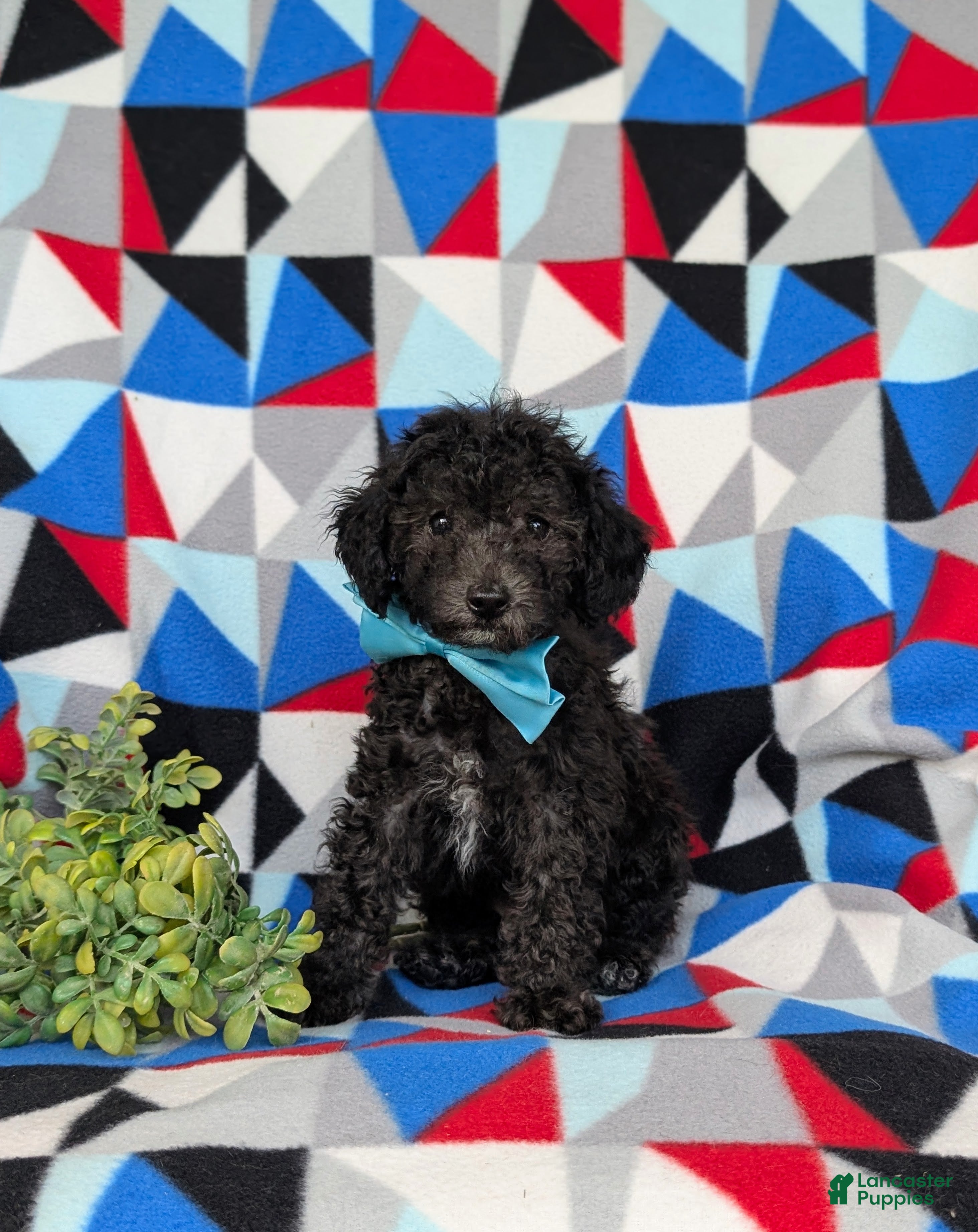 Toy Poodle dogs Brice 7 lbs full grown - Ad 1